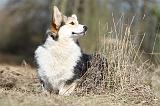 CORGI PEMBROKE 537